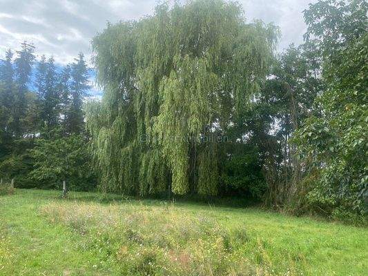 Trauerweide auf dem Grundstück