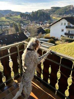 Herrliche Aussicht, die auch auf 4 Pfoten beeindruckt