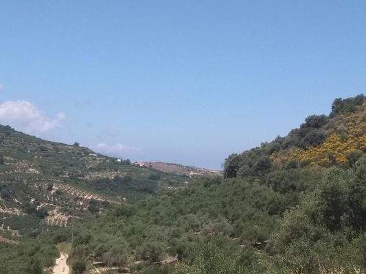 Im Herzen der kretischen Natur – In den Olivenbäumen