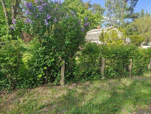 Grundstück_01_schöner Pflanzenbestand