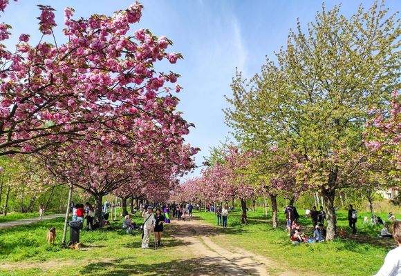 Umgebung: Kirschblütenallee