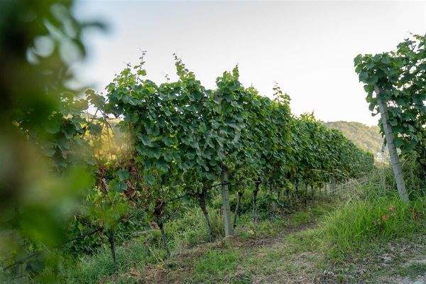 Rebfläche unmittelbar am Weinkeller