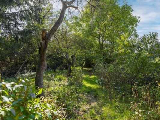 Blick in den Garten