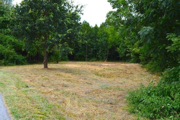 Umland-Wiese-Gestrüpp