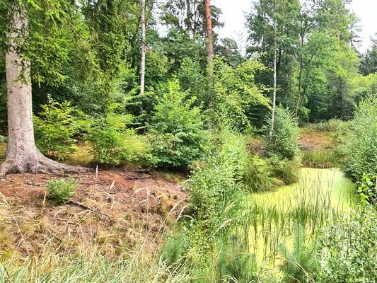 Waldfläche auf dem Grundstück