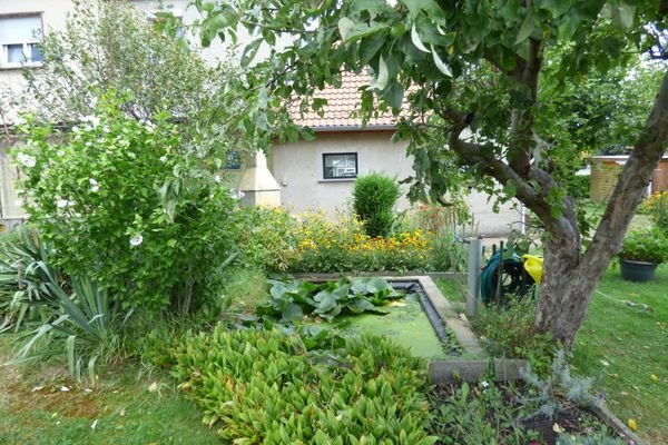 kleiner Teich im Garten