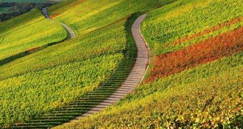 Obersulm / Eschenau Bauernhöfe, Landwirtschaft, Obersulm / Eschenau Forstwirtschaft