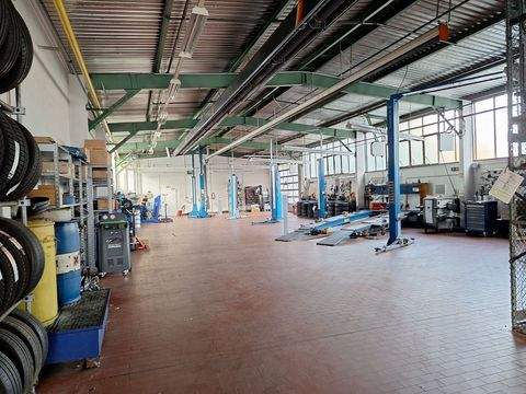 Greifswald Halle, Greifswald Hallenfläche