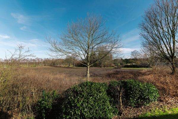 SINKO Buchenknick-8.jpg