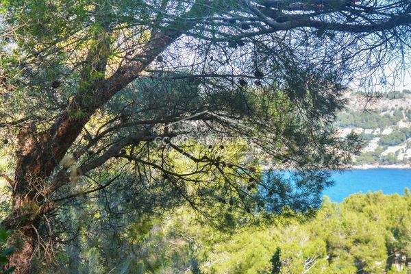 Pinien und das azurblaue Meer