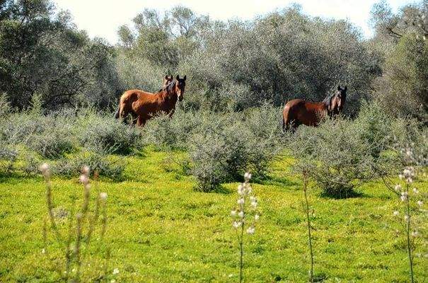 179_13_Santanyí_Anwesen_Pferdezucht