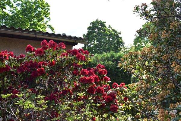 Bepflanzungen auf dem Grundstück