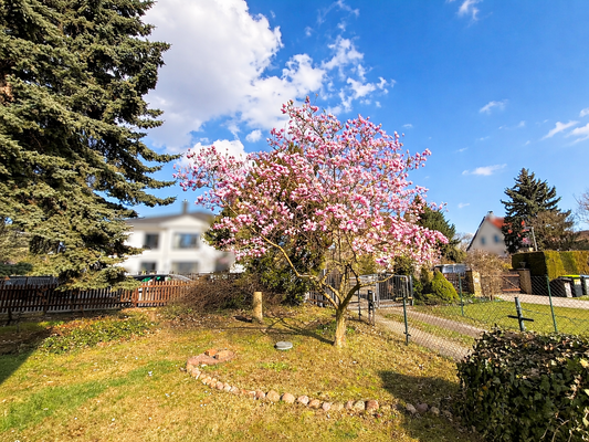 wunderschöner Magnolienbaum