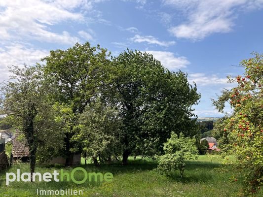 Ausblick Baumbestand