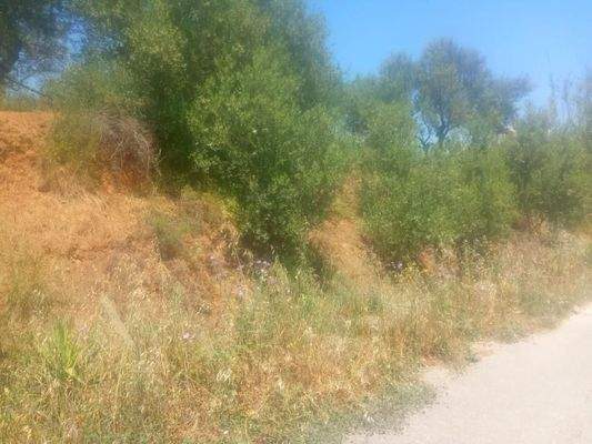 Kreta, Maleme: Grundstück mit Meerblick innerhalb des Stadtplans zu verkaufen