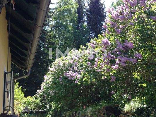 Fliederhecke im Frühling