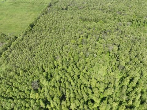 Lübben (Spreewald) Bauernhöfe, Landwirtschaft, Lübben (Spreewald) Forstwirtschaft