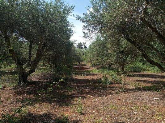 Kreta, Stilos: Landgrundstück mit Wohnhaus zu verkaufen