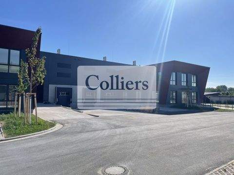 Berlin Halle, Berlin Hallenfläche