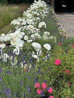 Blumen an der Zufahrt