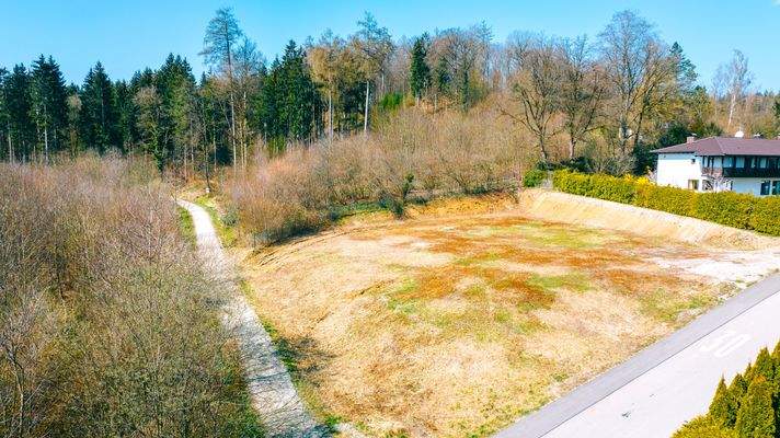 Wald vor der Haustür 