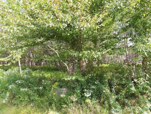 Cape Breton - Top-Investment-Gelegenheit:  Neu-Ers