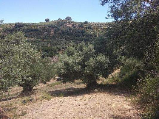 Im Herzen der kretischen Natur – In den Olivenbäumen