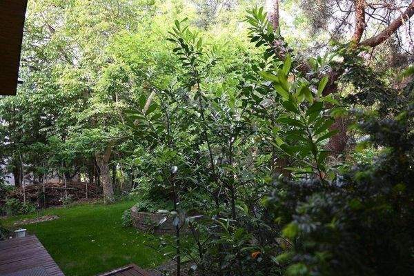 Garten hinterm Haus.JPG