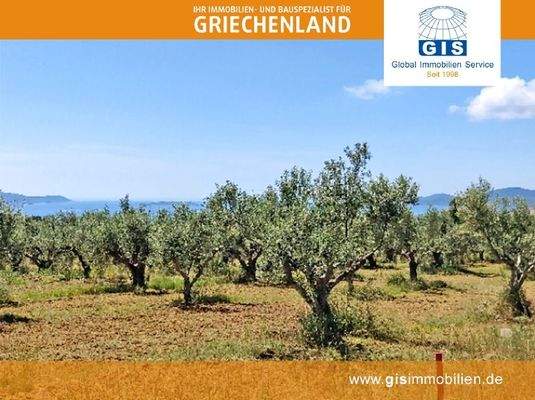 viele ertragreiche Olivenbäume