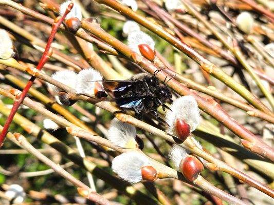 Willkommener Gast, die Holzbiene