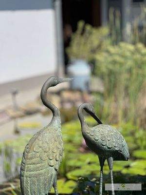 Gartenteich-Impressionen