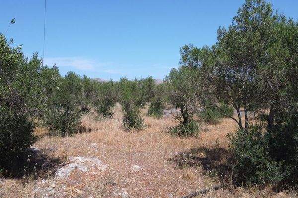 Kreta, Mouzouras: Flaches Grundstück mit Panoramablick zu verkaufen