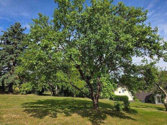 Baumbestand Garten.jpg