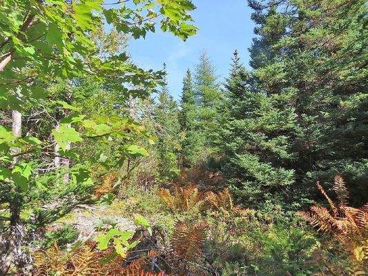 Cape Breton - Top-Investment-Gelegenheit:  Neu-Ers