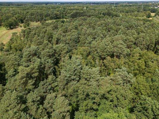 Dichter und gesunder Wald