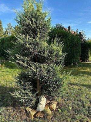 Schöne Gartenpflanzen