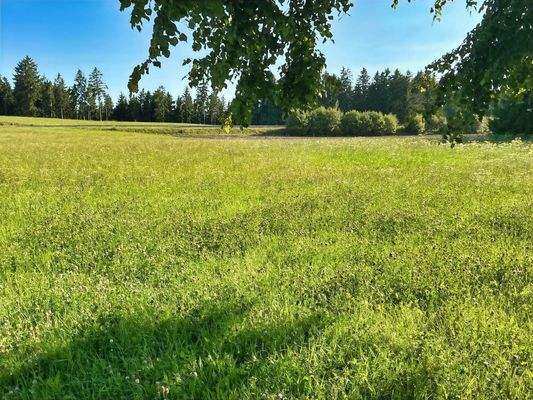 Wiese auf der anderen Straßenseiite
