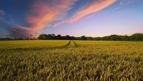 Rehburg-Loccum Bauernhöfe, Landwirtschaft, Rehburg-Loccum Forstwirtschaft