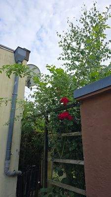 Übergang zum Garten