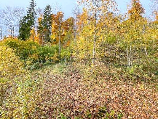 Bergwald direkt am Haus