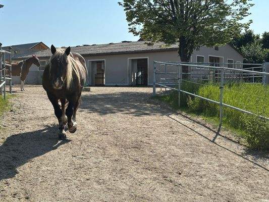 Tierischer Fotobegleitung