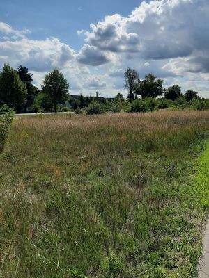 das Waldgebiet am Rand-Pilze? 