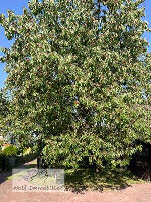 Großer Süßkirschenbaum