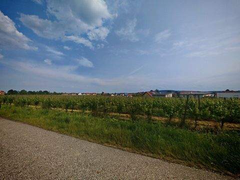 Rohrendorf bei Krems Bauernhöfe, Landwirtschaft, Rohrendorf bei Krems Forstwirtschaft