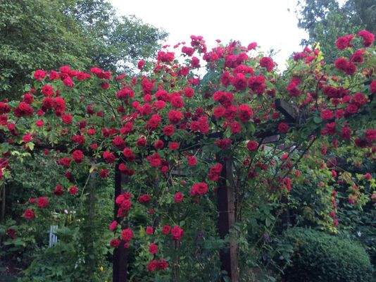 Rosenpracht in voller Blüte (2025)