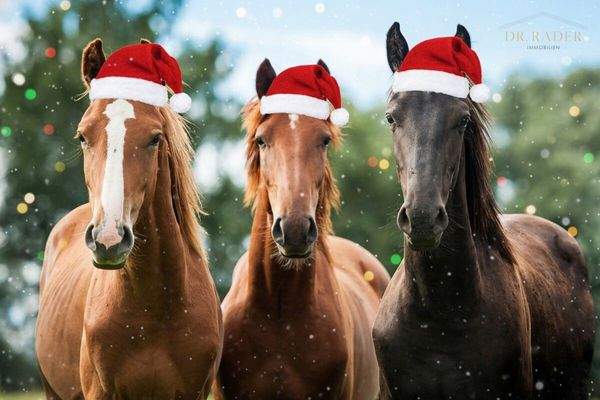 Pferde Weihnachtsfoto