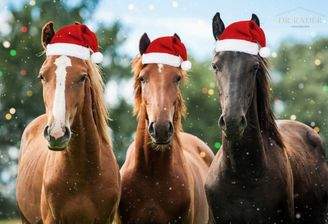 Pferde Weihnachtsfoto