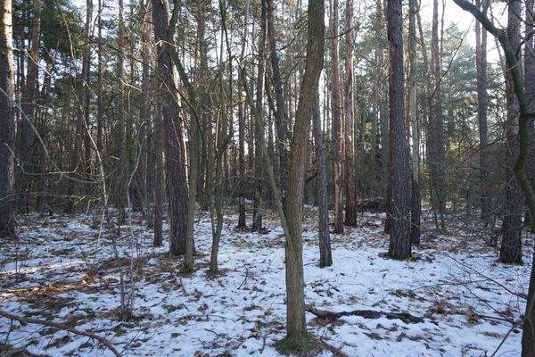 Grundstück vorne (7).jpg