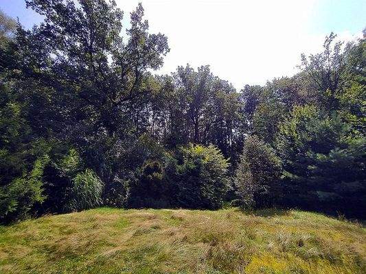 Blick von Terrasse Richtung Teich