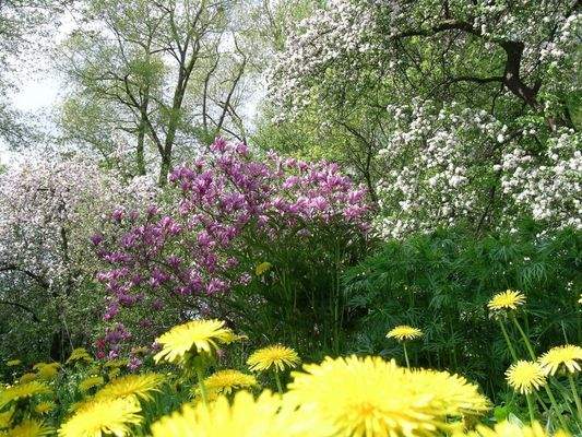 Der Garten im Frühling
